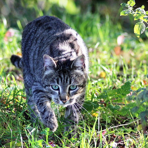 「グリーントライプ」は、猫の本能を刺激するような、ワイルドな匂いです。