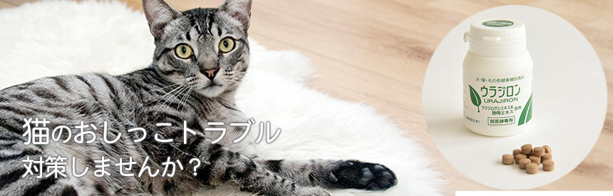 ストルバイト結晶になりやすい猫のために、ウラジロンについて真剣に考えてみました。