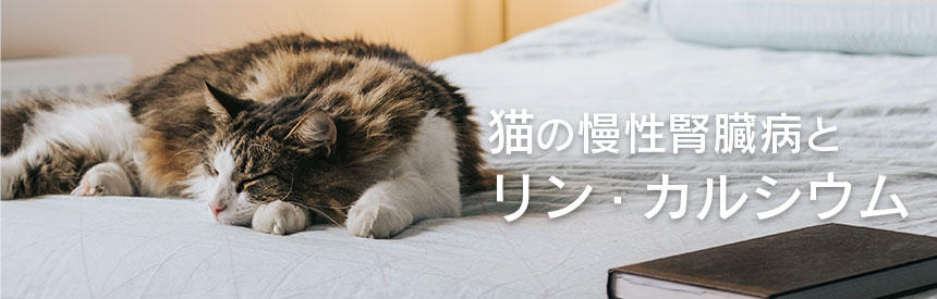 なぜ「リン、カルシウム」に気を付けた方が良いの？猫の腎臓とミネラルの話