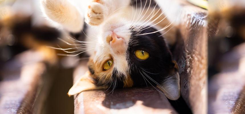 猫と人間の違い【感覚編】猫はどんな世界を見て、聞いて、感じているのか[#猫研究所]