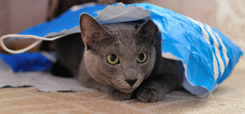 猫の病気のサインを見逃さない！体調変化に気づくための観察ポイントと受診の目安[#獣医師監修]