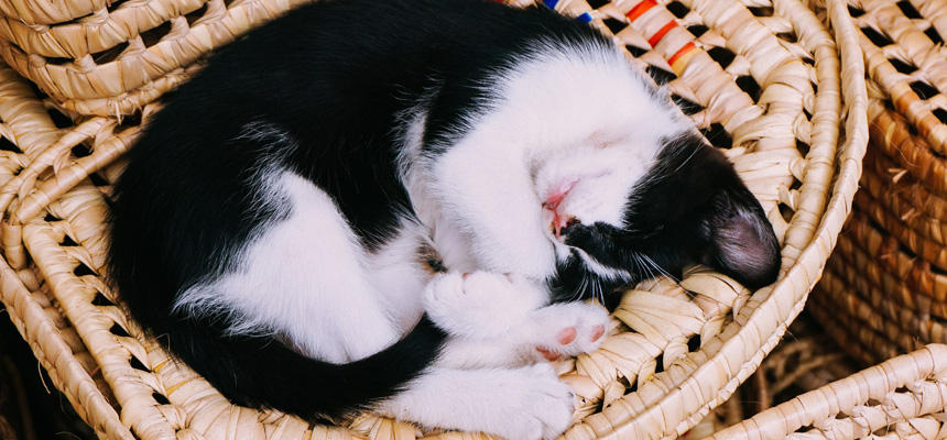 猫と人間の違い【睡眠編】猫はなぜそんなに眠るのか？人間とは違う「睡眠の仕組み」を進化から読み解く[#猫研究所]