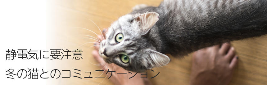 猫との幸せタイムを応援♪静電気対策＆おすすめアイテムの使い方