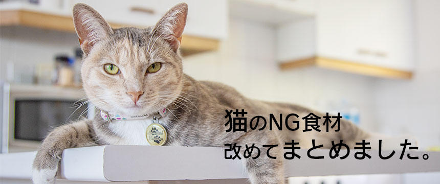 猫が食べてはいけないものを深掘り。チョコ、ねぎ、アボカド...理由や症状は？