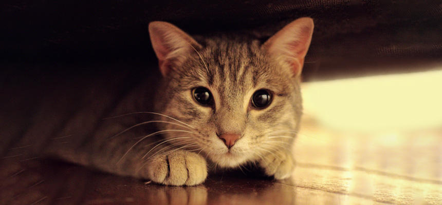 獣医師さんに聞いてみた｜猫はストレスで体調を崩すの？