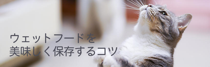 猫のウェットフードは長く保存できるの？冷凍保存するときのコツ