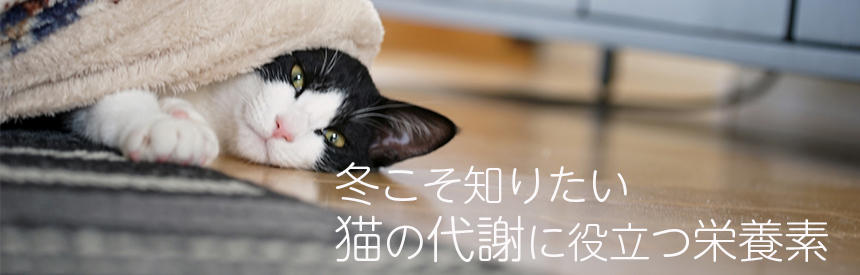 猫の基礎代謝にも深く関係。筋肉を育てる「BCAAアミノ酸」と体重管理