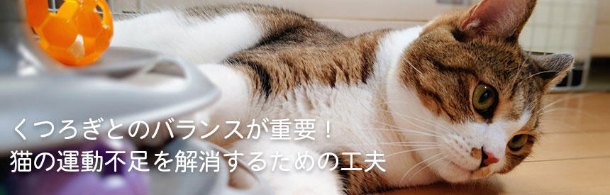 くつろぎとのバランスが重要！猫の運動不足を解消するための工夫